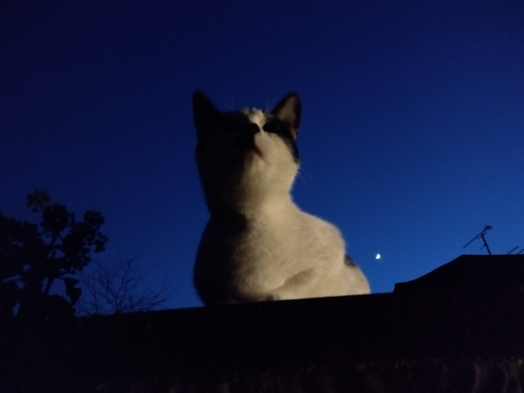 Cat sitting on wall at night with the moon behind him stop